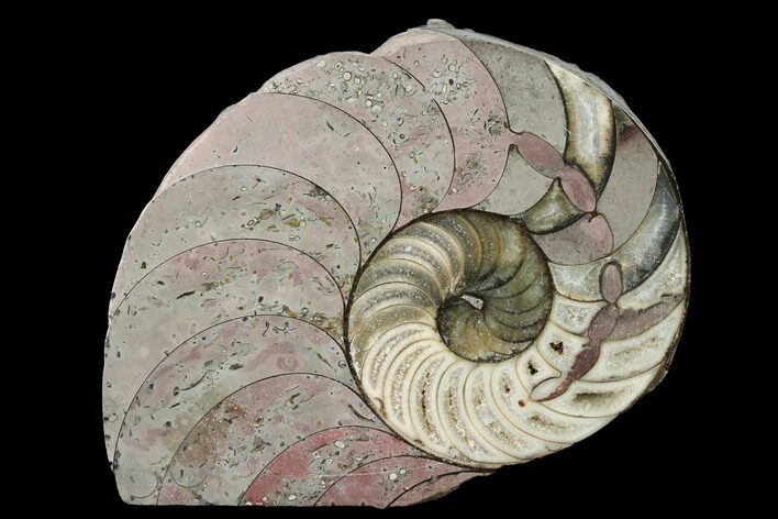 Cut & Polished Nautilus (Cenoceras?) Fossil - France #152704